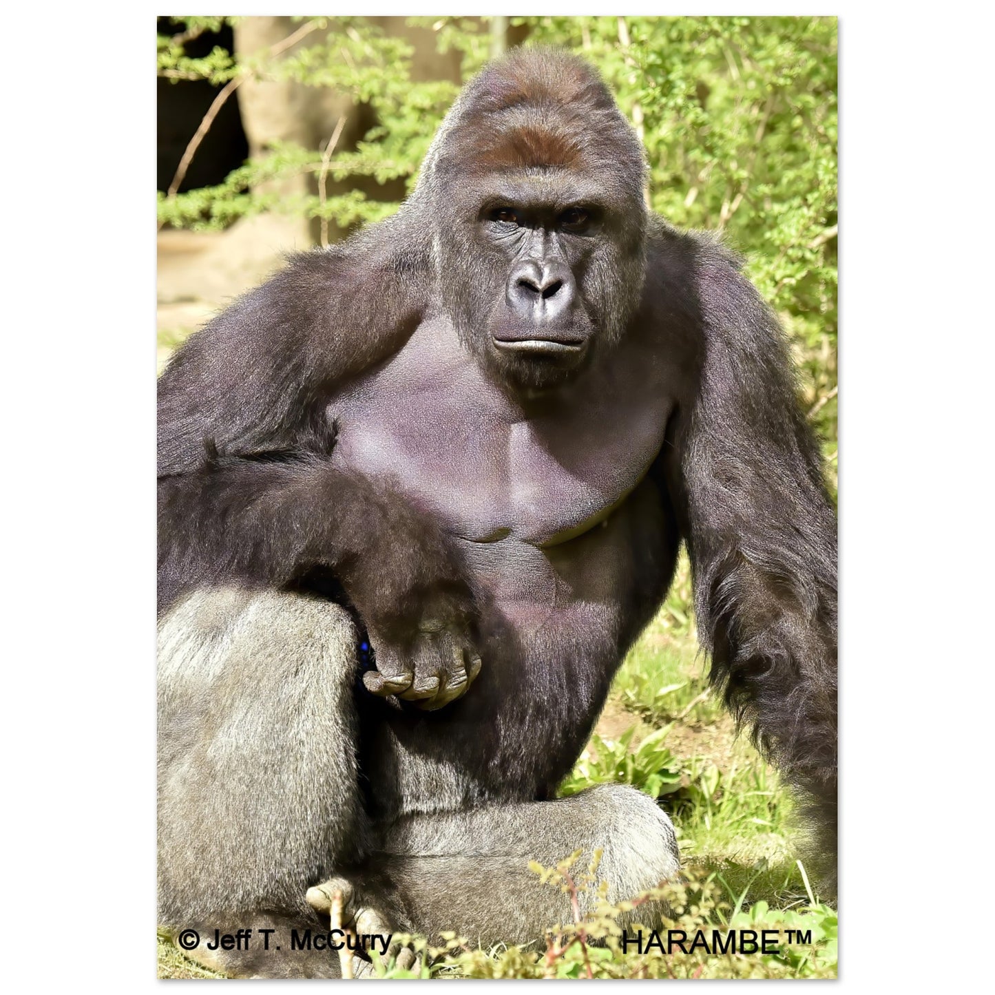 171fb772-aa21-40cf-a466-41bbec4e68bd