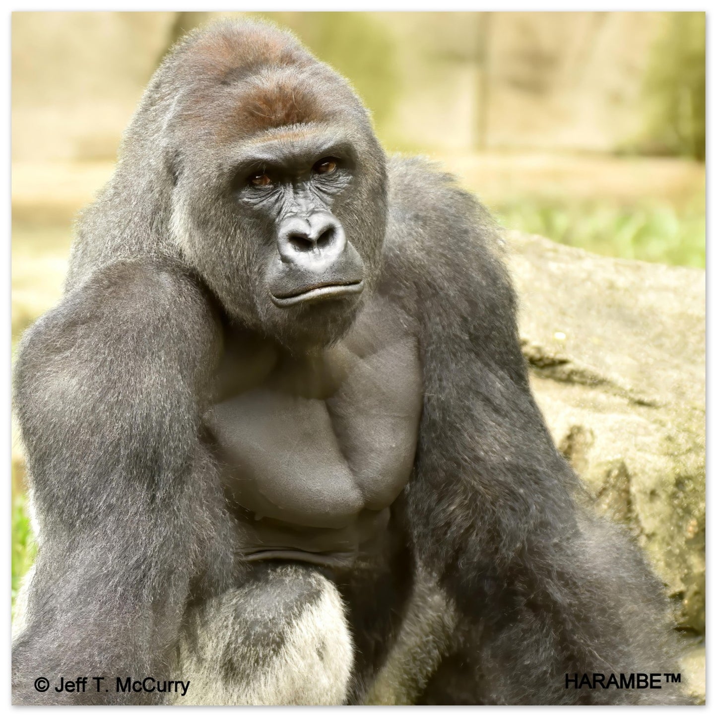 3345a2ef-91a4-4304-9a88-45b9bae48420