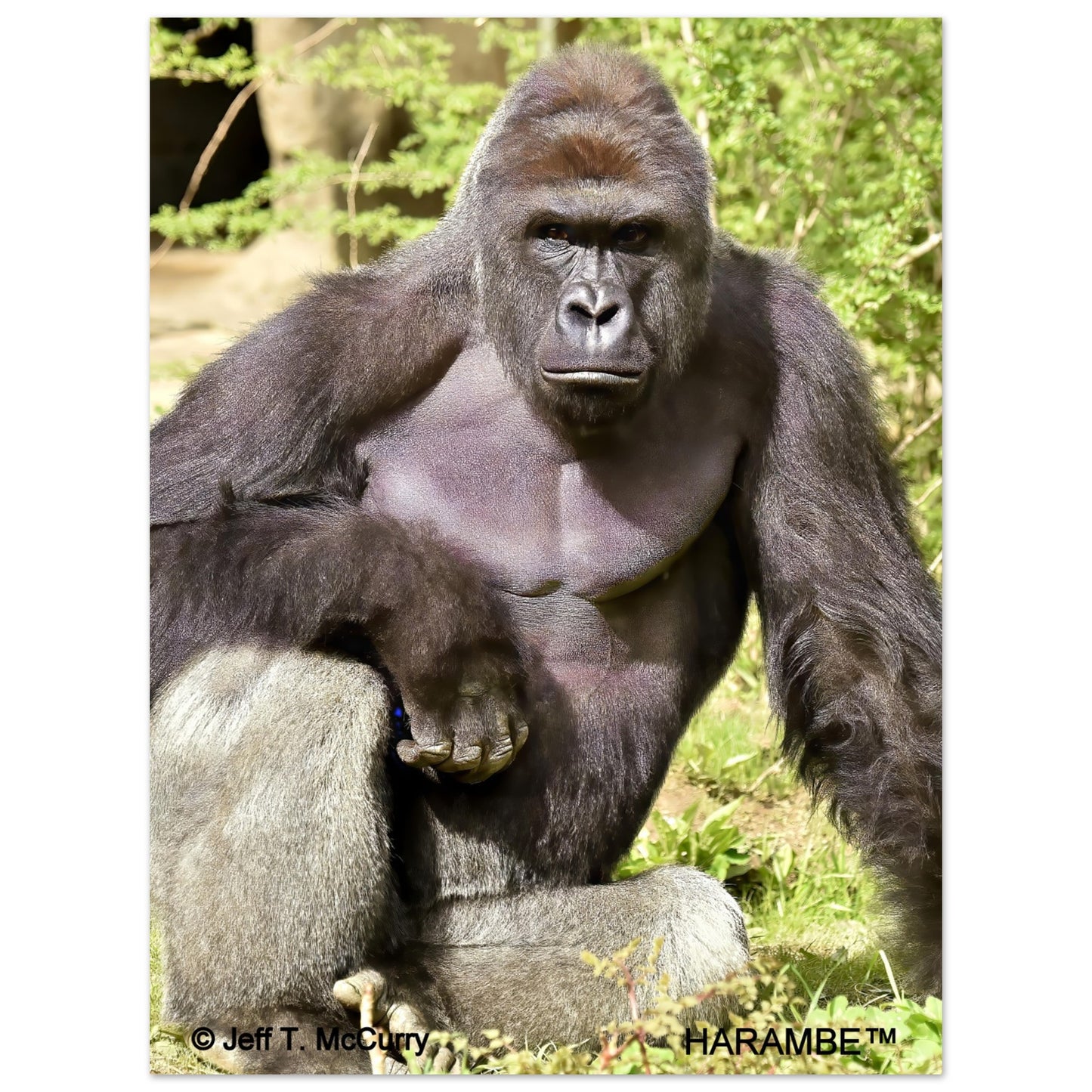 54130321-93e8-41b2-8ffb-630d40fea73f